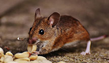 24 Hour & Emergency Exterminators in Northome, MN